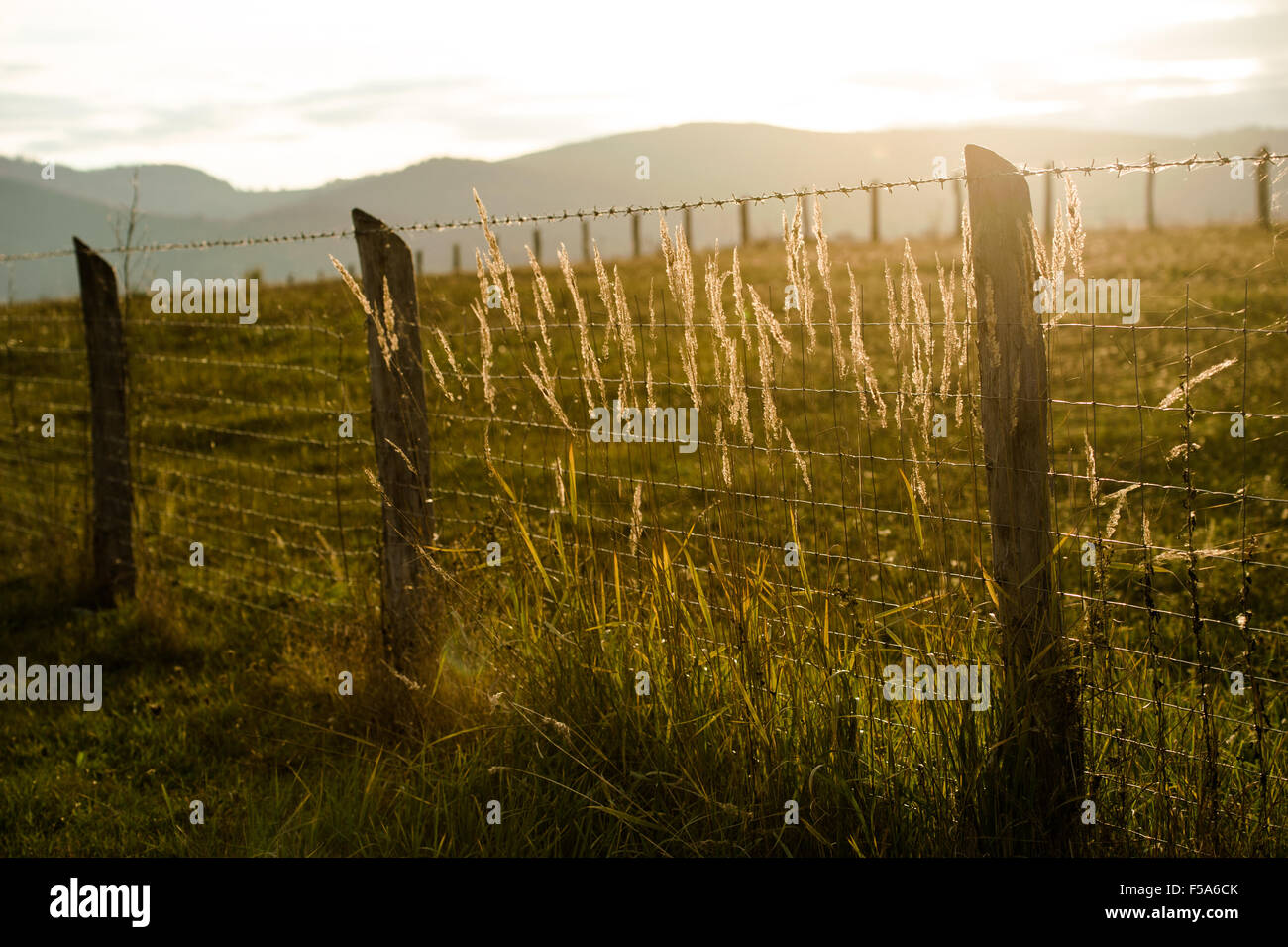 Geländer, Pflanzen, Gräser im Sonnenuntergang. Stockfoto