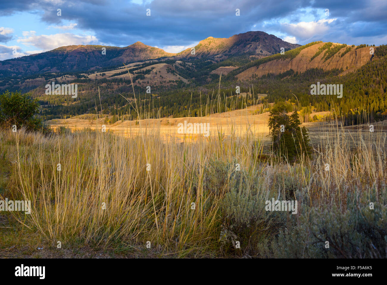 Soda Butte Creek Valley, Yellowstone-Nationalpark, Wyoming, USA Stockfoto