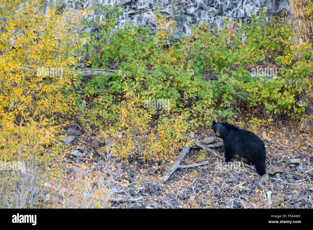 Schwarzer Bär, Ursus Americanus, Yellowstone-Nationalpark, Wyoming, USA Stockfoto
