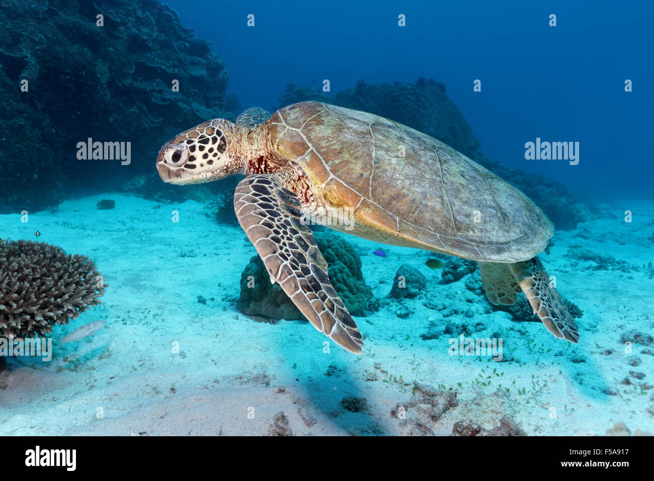 Grüne Meeresschildkröte (Chelonia Mydas) schwimmen über sandigen Meeresboden vor Korallenriff Great Barrier Reef Stockfoto