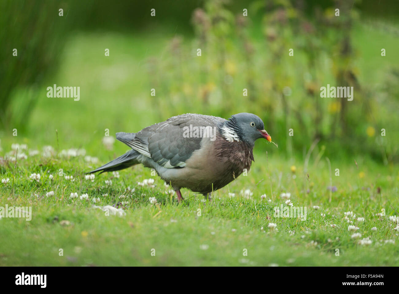 Woodpigeon, lateinischer Name Columba Palunbus, auf dem Rasen im Regen stehen Stockfoto