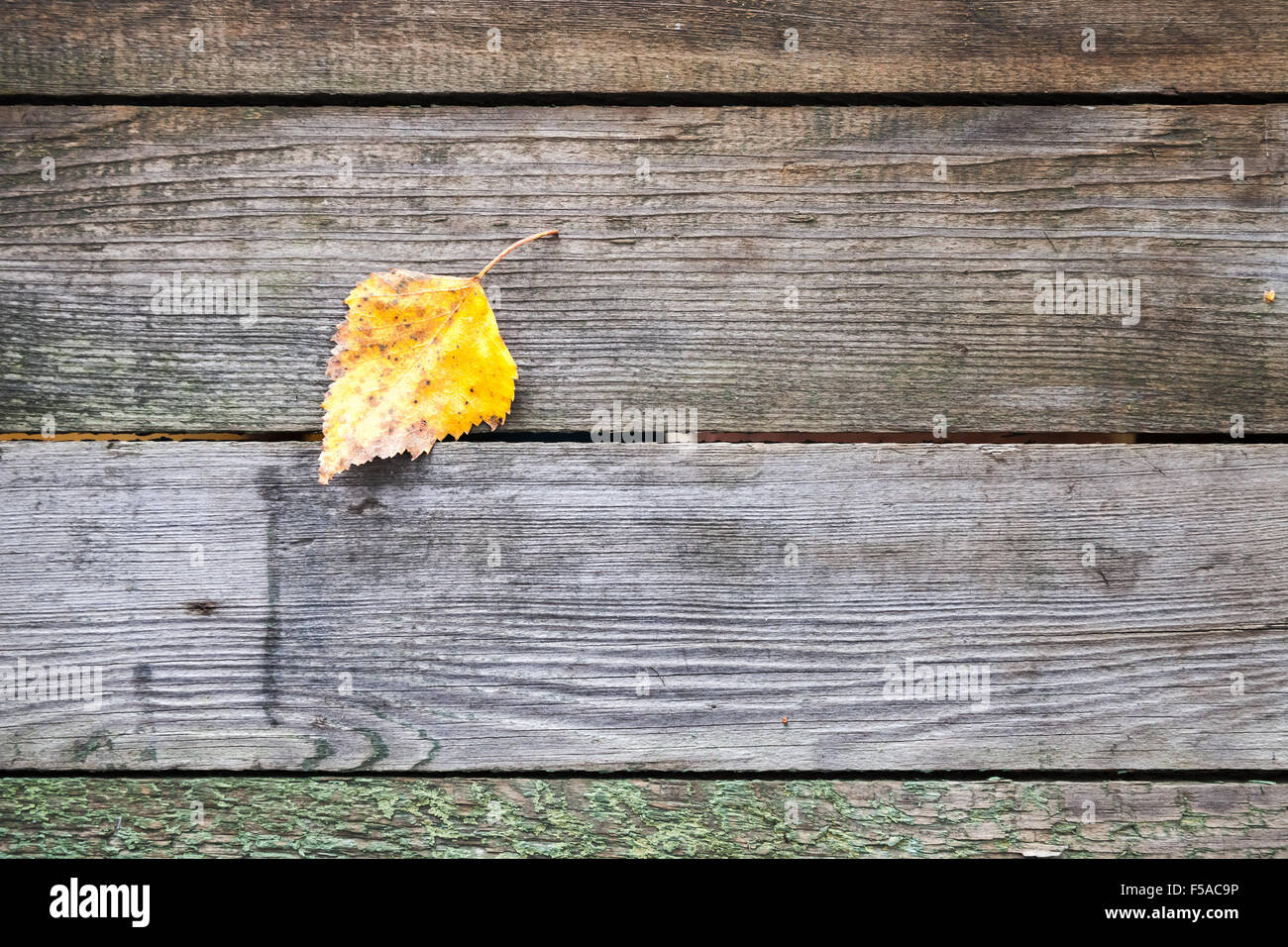 Gelbes Blatt Herbst legt auf einem dunklen grauen Holztisch aus Brettern, Hintergrundtextur Foto gemacht Stockfoto