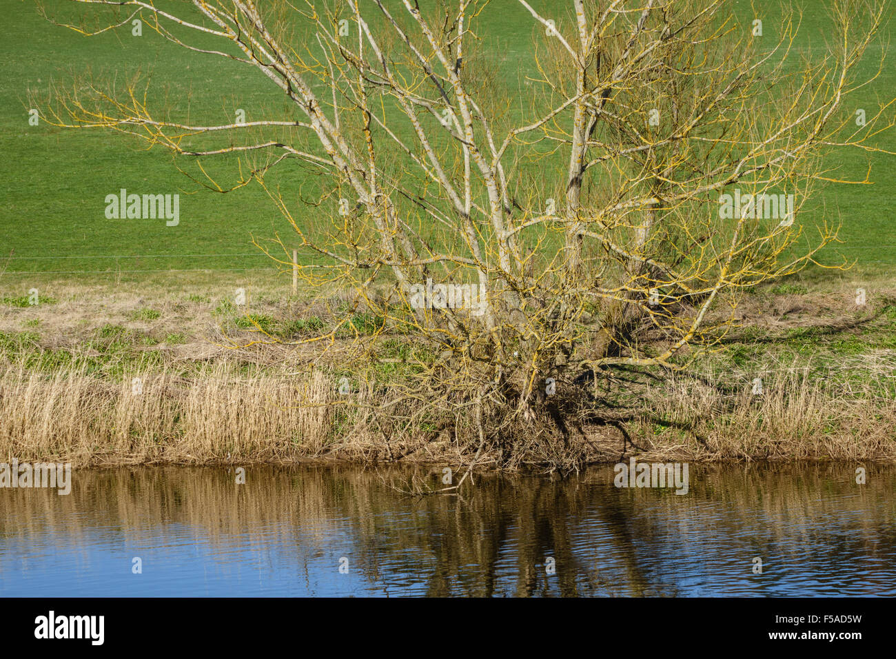 Fluß Teviot in der Nähe von Heiton in den Scottish Borders. Stockfoto