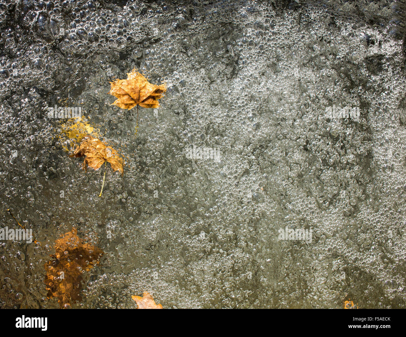 Blätter in Wasser mit Bubbles überall. Stockfoto