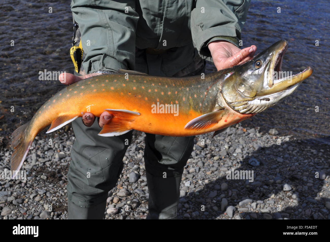 Bergbau, Fischerei - arktische Zeichen Foto von fangfrischem Lachs. Stockfoto