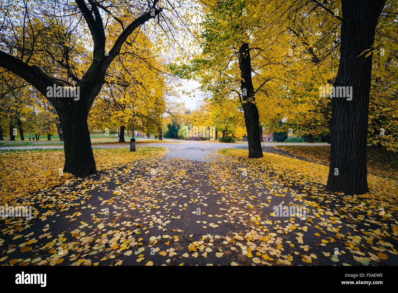 Herbstfarbe und Gehweg im Letná Park, in Prag, Tschechien. Stockfoto