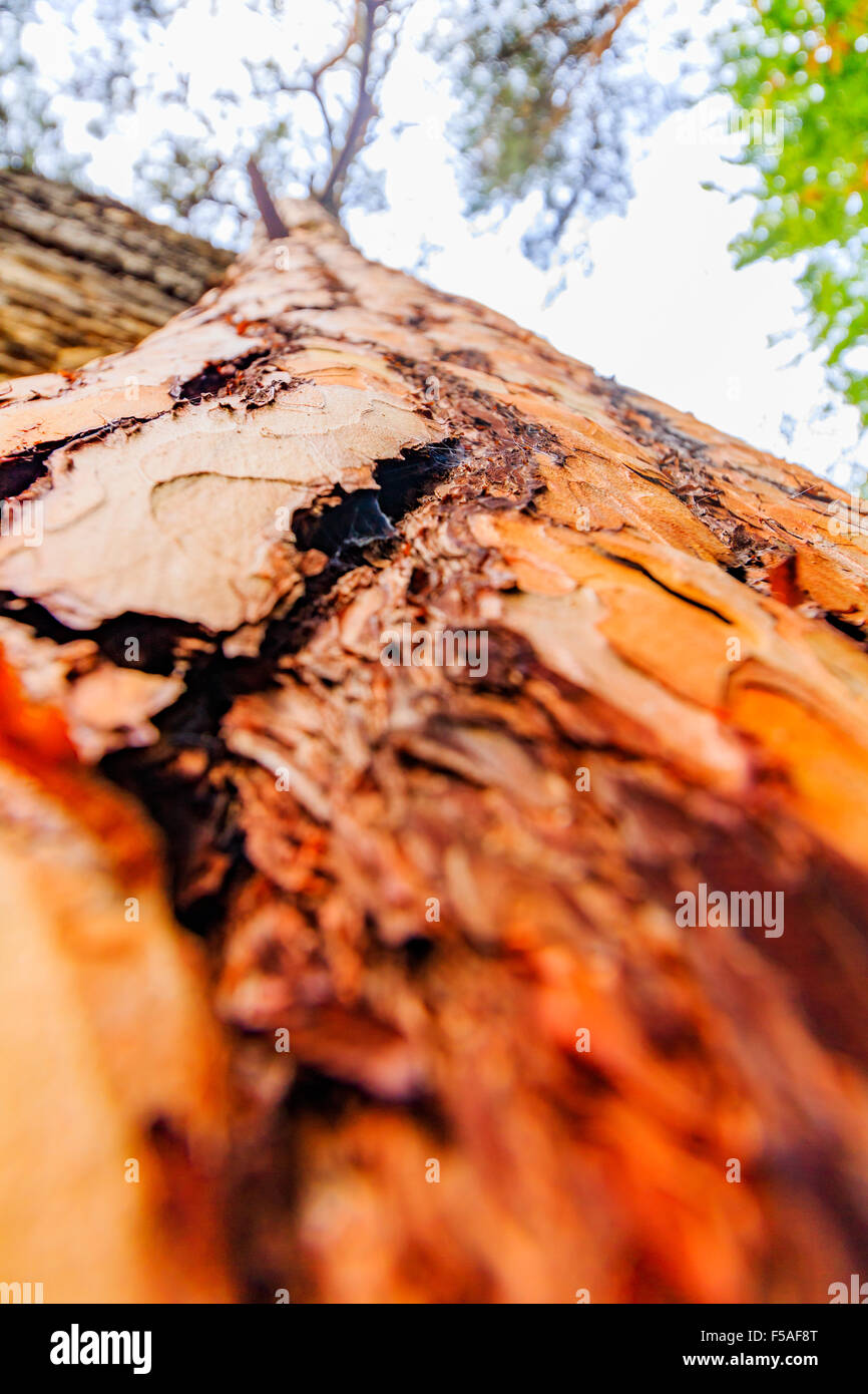 Baum / Stamm Textur mit sehr geringen Schärfentiefe Stockfoto