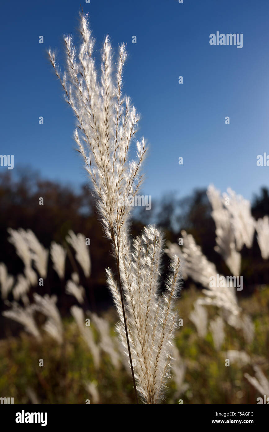 Wilde weiße Hintergrundbeleuchtung Pampas grass Blütenköpfchen im Morgenlicht Stockfoto