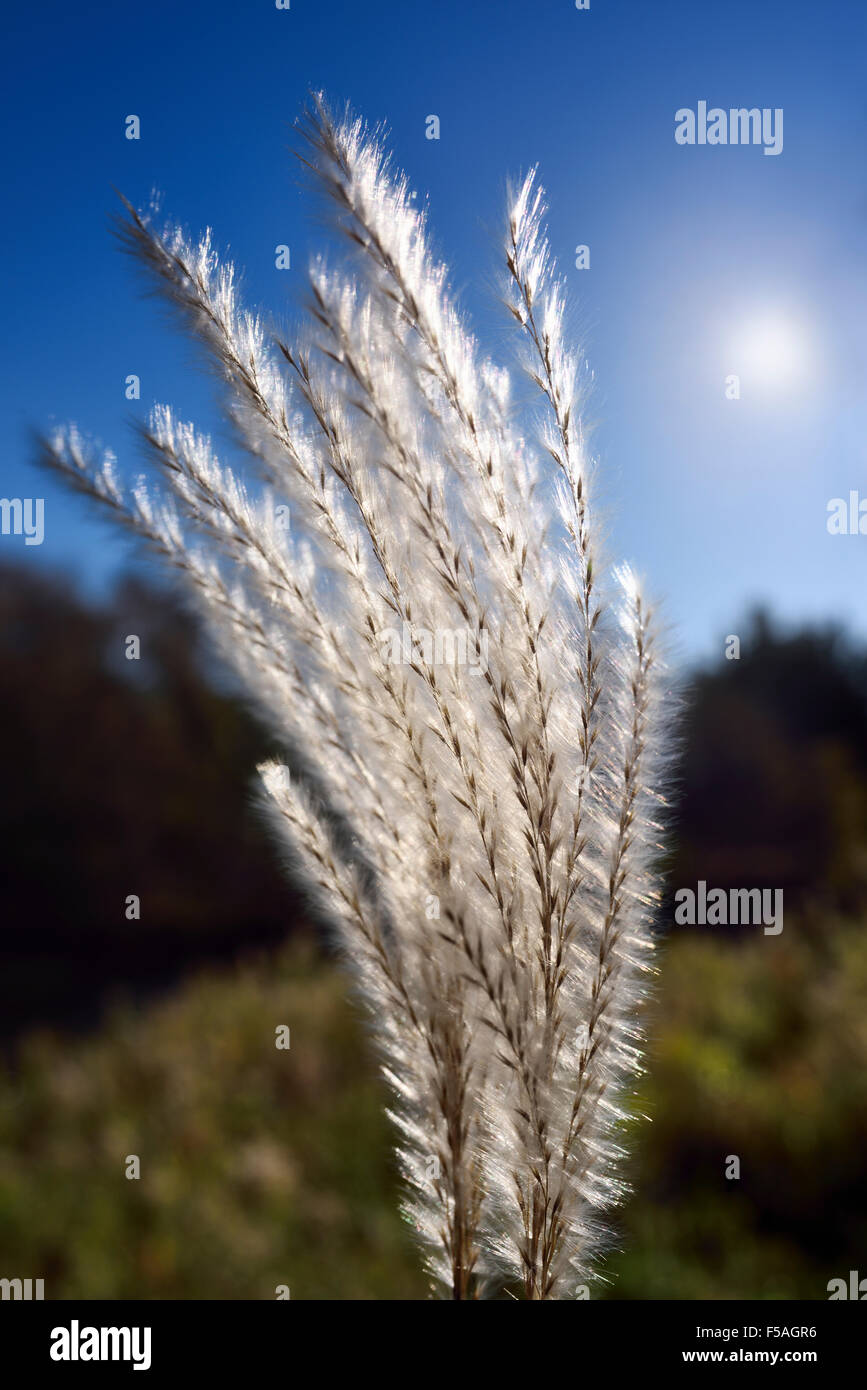 Nahaufnahme von einem hinterleuchteten wilde weiße Pampasgras Blütenstand mit Morgensonne Stockfoto