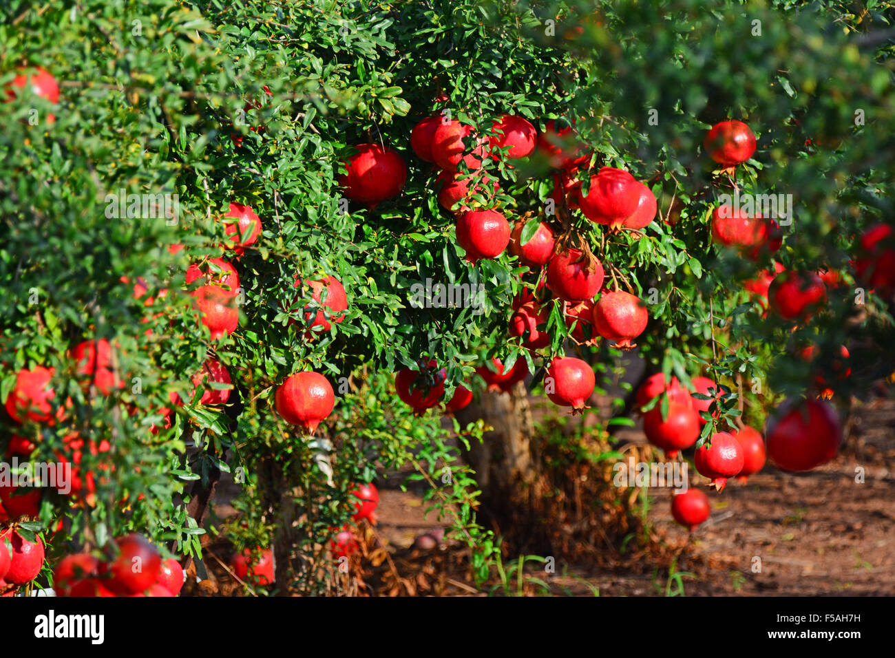 Granatapfel Baum Obstgarten Stockfoto