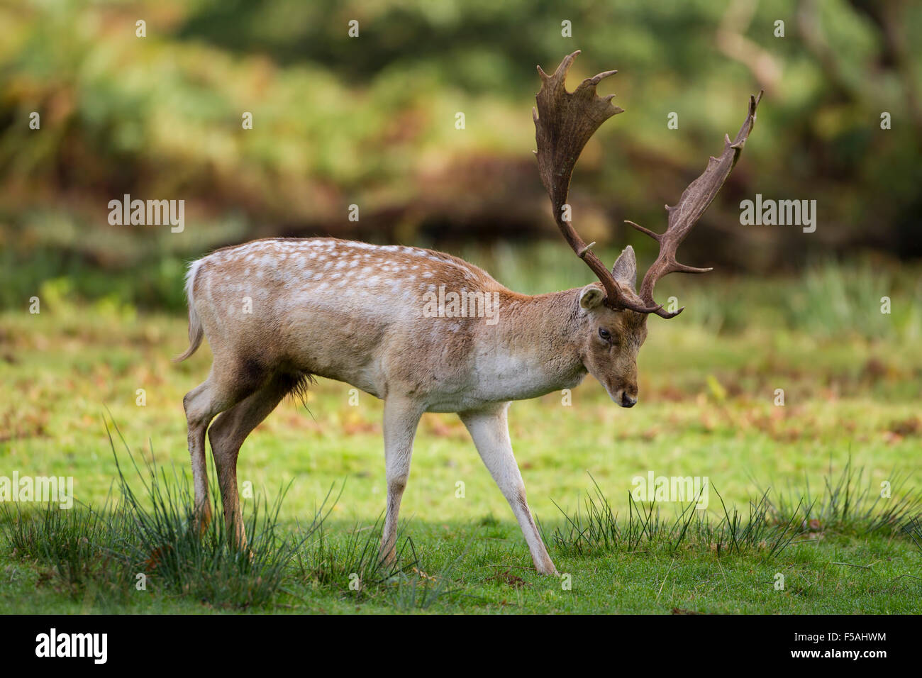 Europäischer Damhirsch Hirsch (Dama Dama Dama) mit dem beeindruckenden Geweih roaming in offenes Grasland Stockfoto