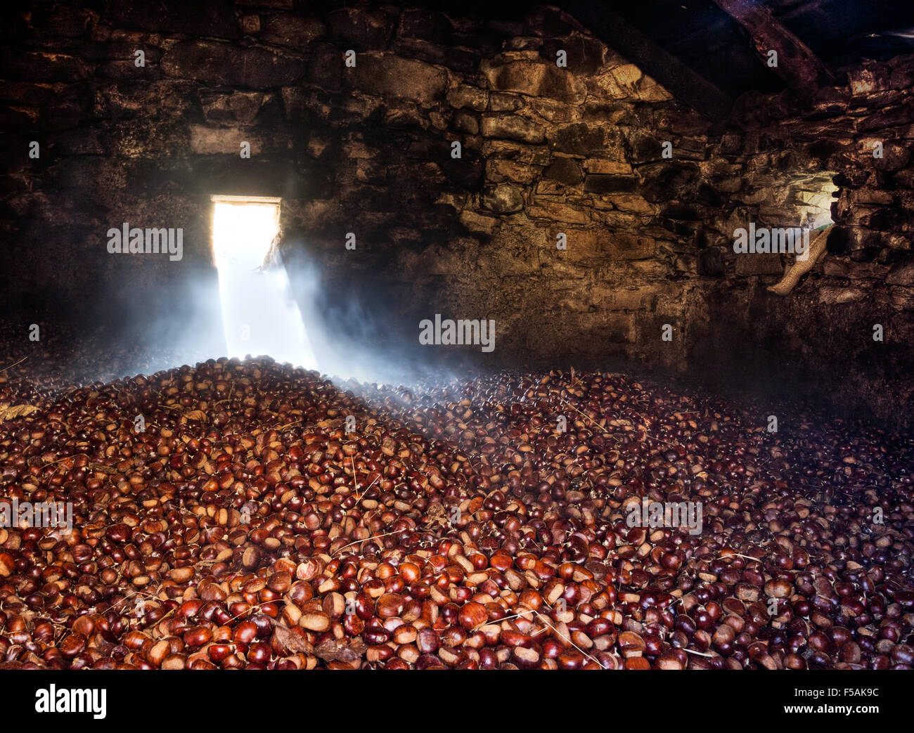 Süße Kastanien trocknen. Dampf und Rauch. Lunigiana, Norden der Toskana, Italien. Stockfoto