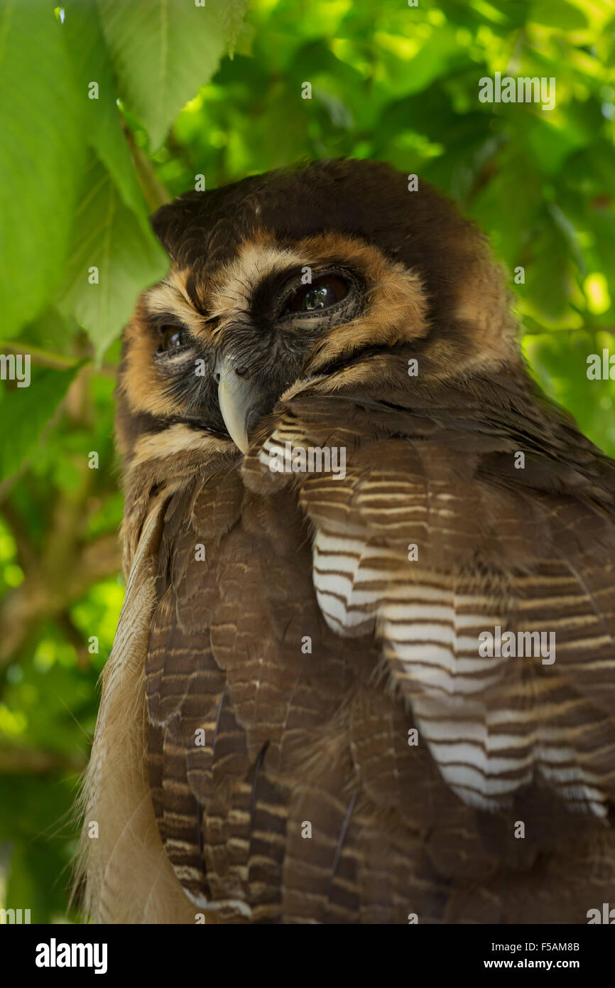 Fünf Schwestern Zoo, Polbeth, Livingstone, Schottland. Stockfoto