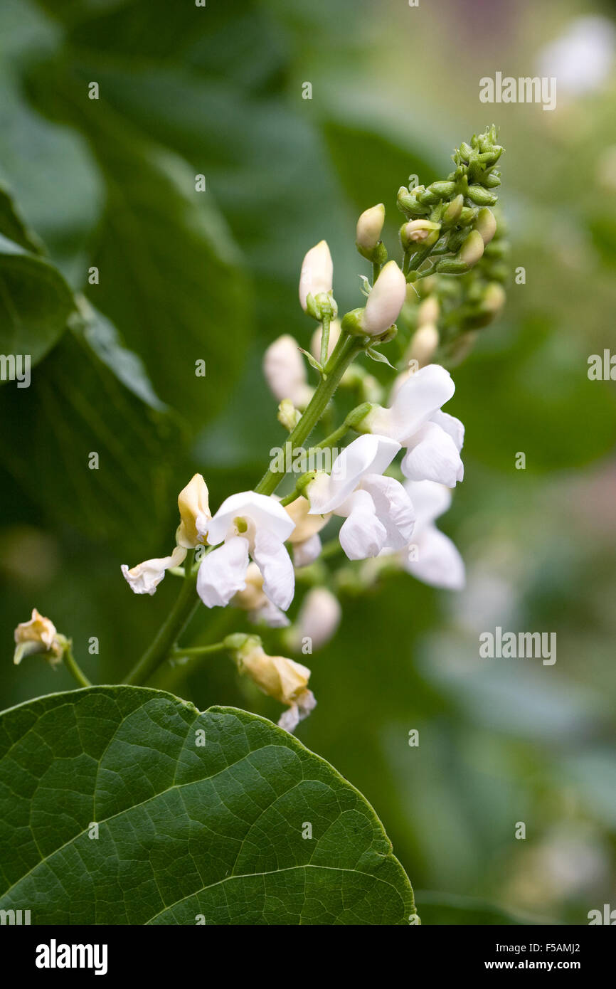 Phaseolus Coccineus. Runner Bean "Moonlight" Blumen. Stockfoto