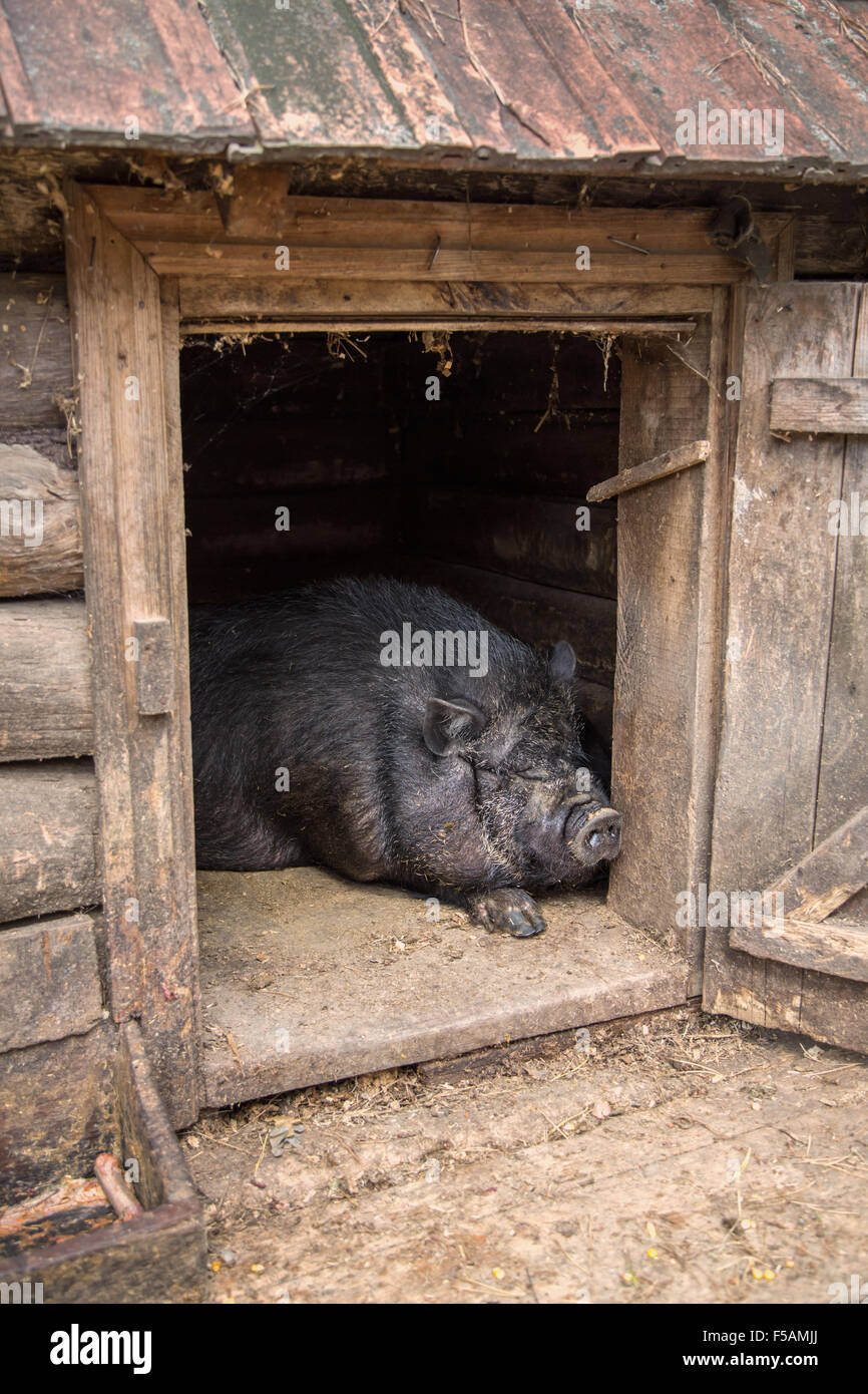 Pig sow pig Fotos und Bildmaterial in hoher Auflösung Seite 2 Alamy