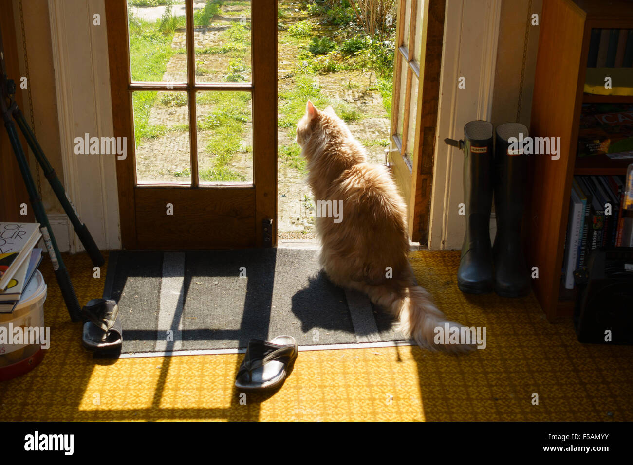 Ingwer-Kater schaut aus Tür an sonnigen Tag. Stockfoto