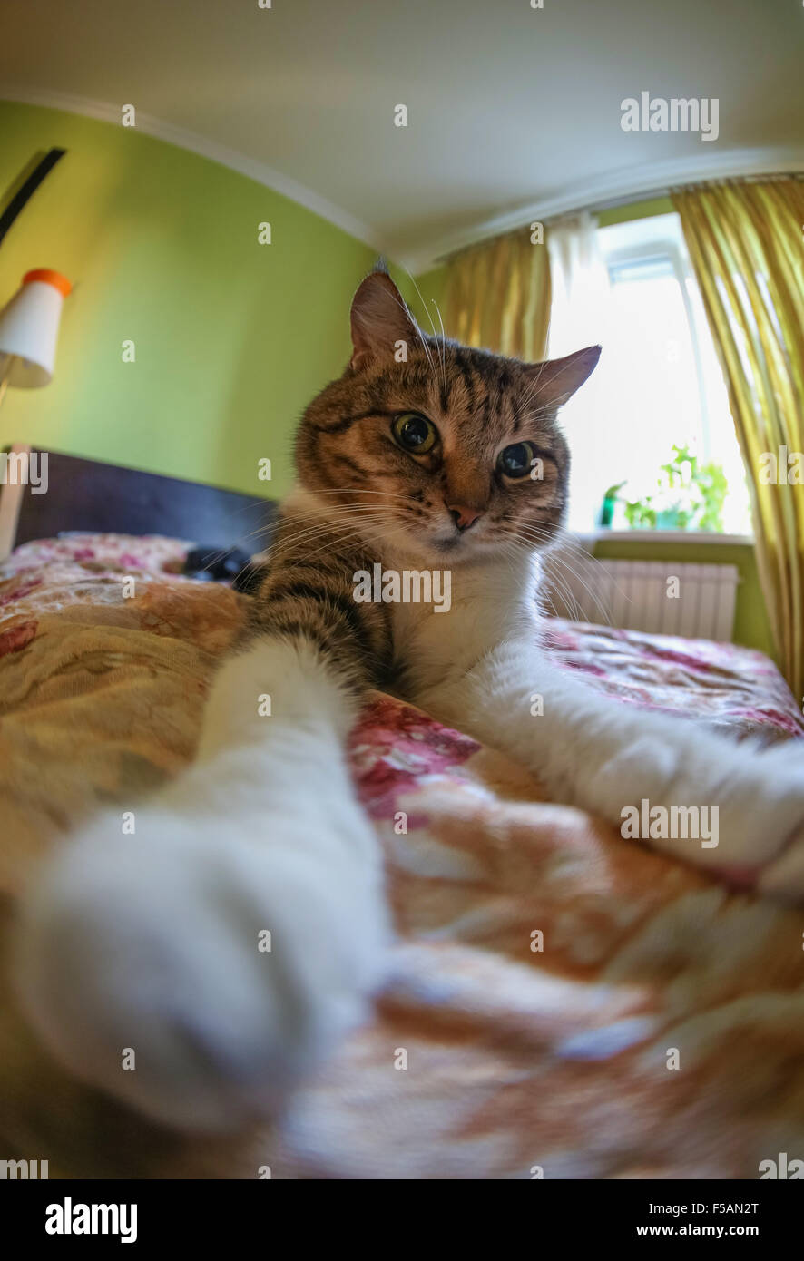 Lustige Katze liegt auf einem Bett Stockfoto