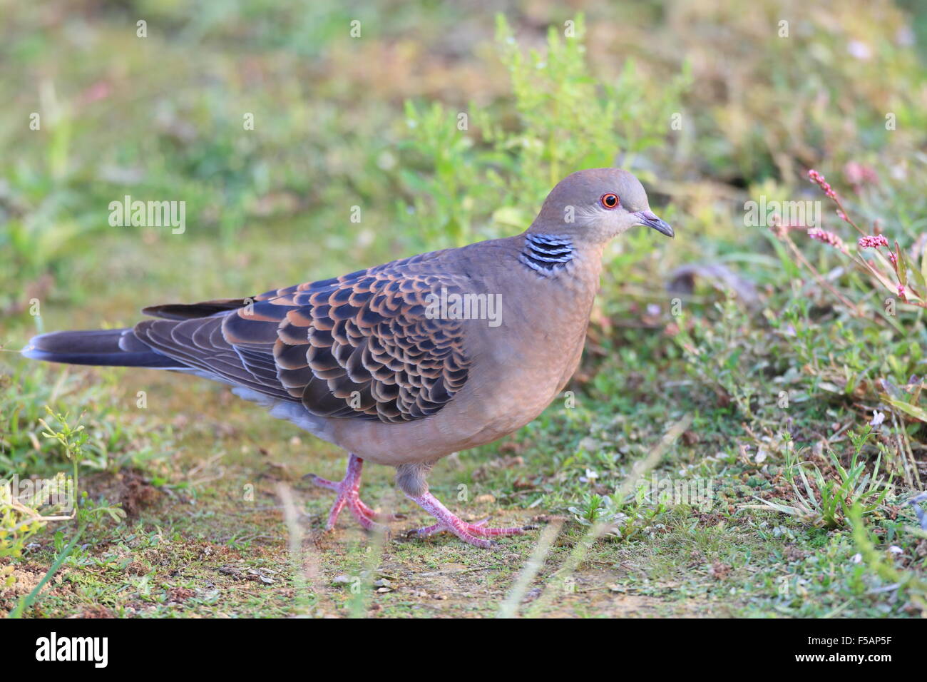 Orientalische Turtle dove (Streptopelia Orientalis) in Japan