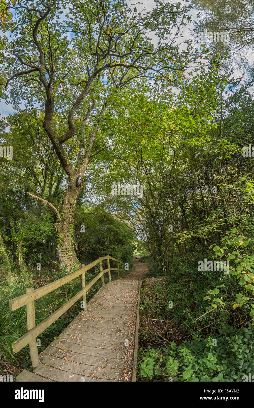 Waldspaziergang in der Nähe von Truro, Cornwall. Bleiben Sie auf dem richtigen Weg der Metapher. Stockfoto