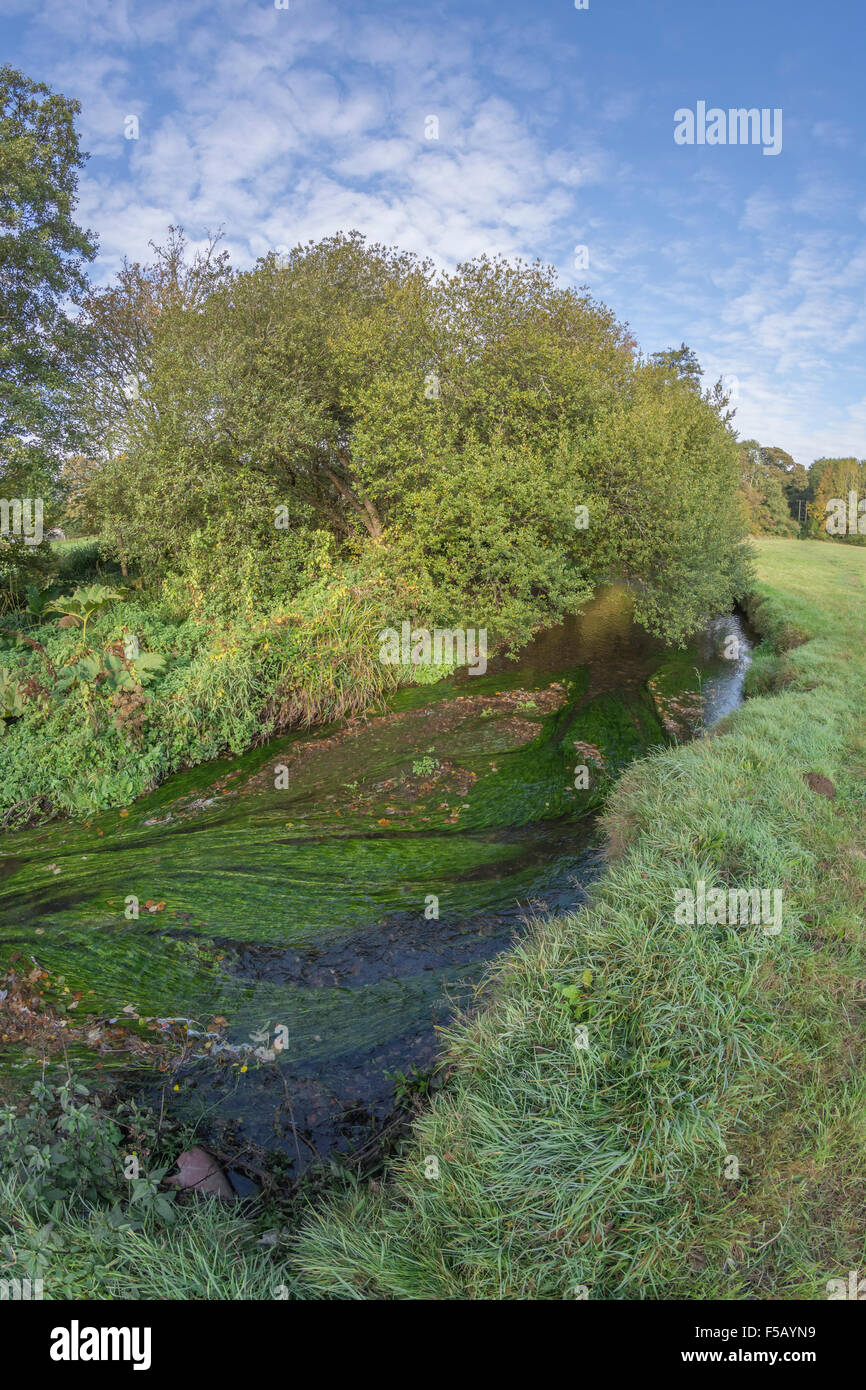 Fisheye Aufnahme des Flusses, weit Ufer, aquatische Unkraut. Stockfoto