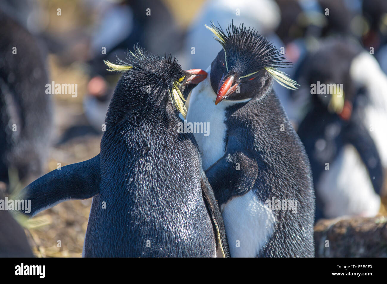 Rockhopper Penguin paar, Bleaker Island, Falkland-Inseln. Stockfoto