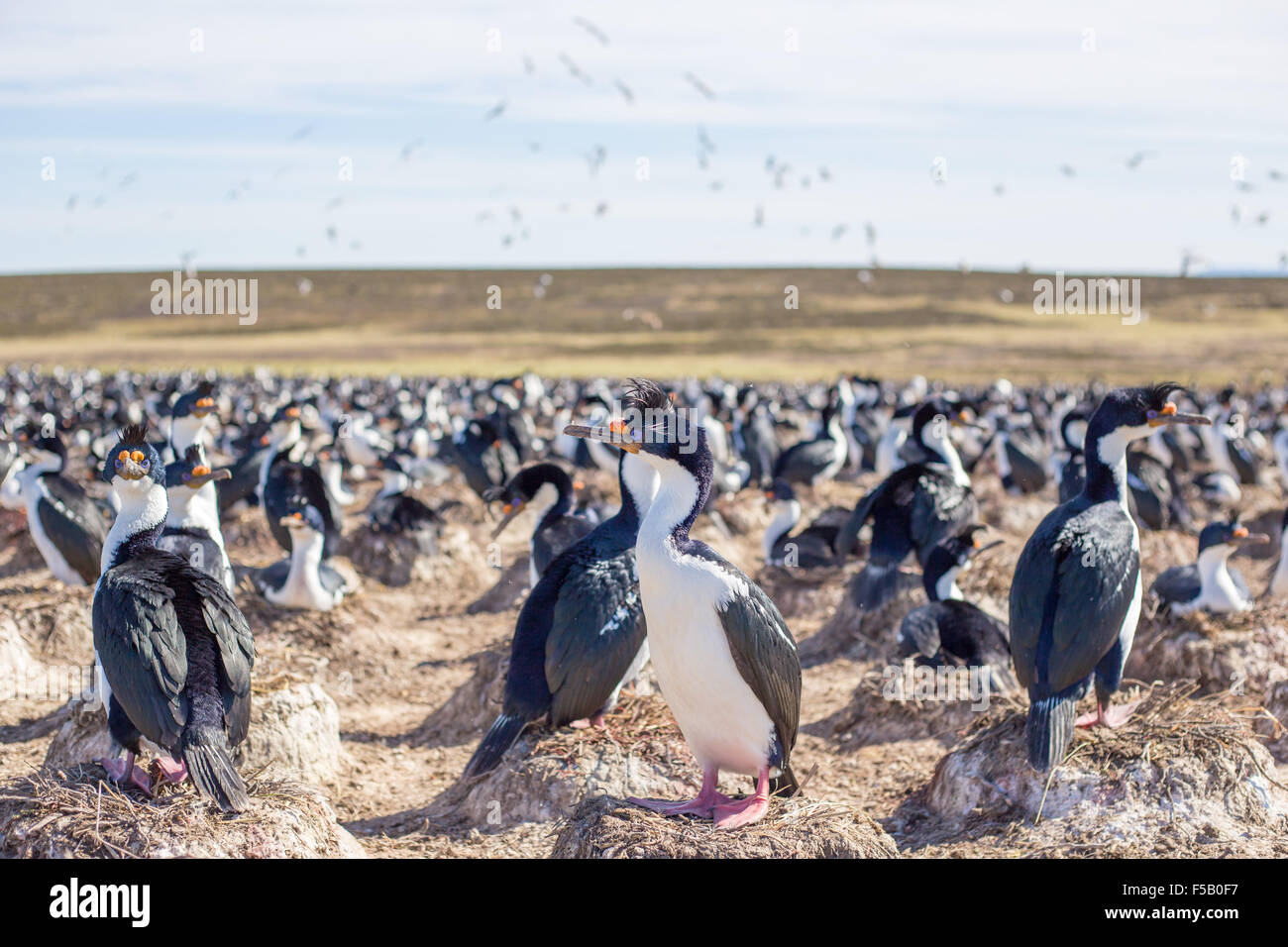 Imperial Kormoran-Kolonie auf Bleaker Island, Falkland-Inseln. Stockfoto