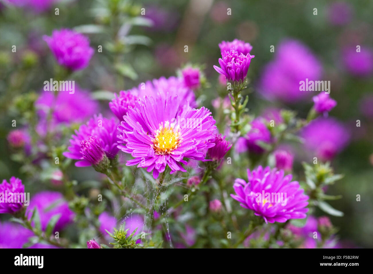 Neubelgische aster Fotos und Bildmaterial in hoher Auflösung Seite