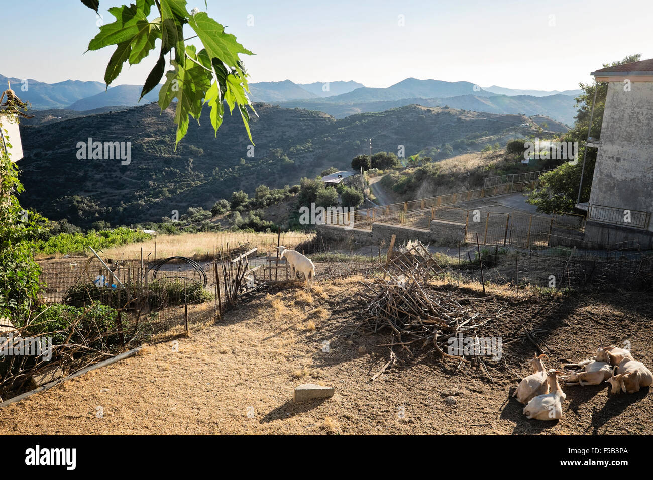 Ziegen ruht in einem Stift in den Berg Dorf Anogia auf Kreta in Griechenland Stockfoto