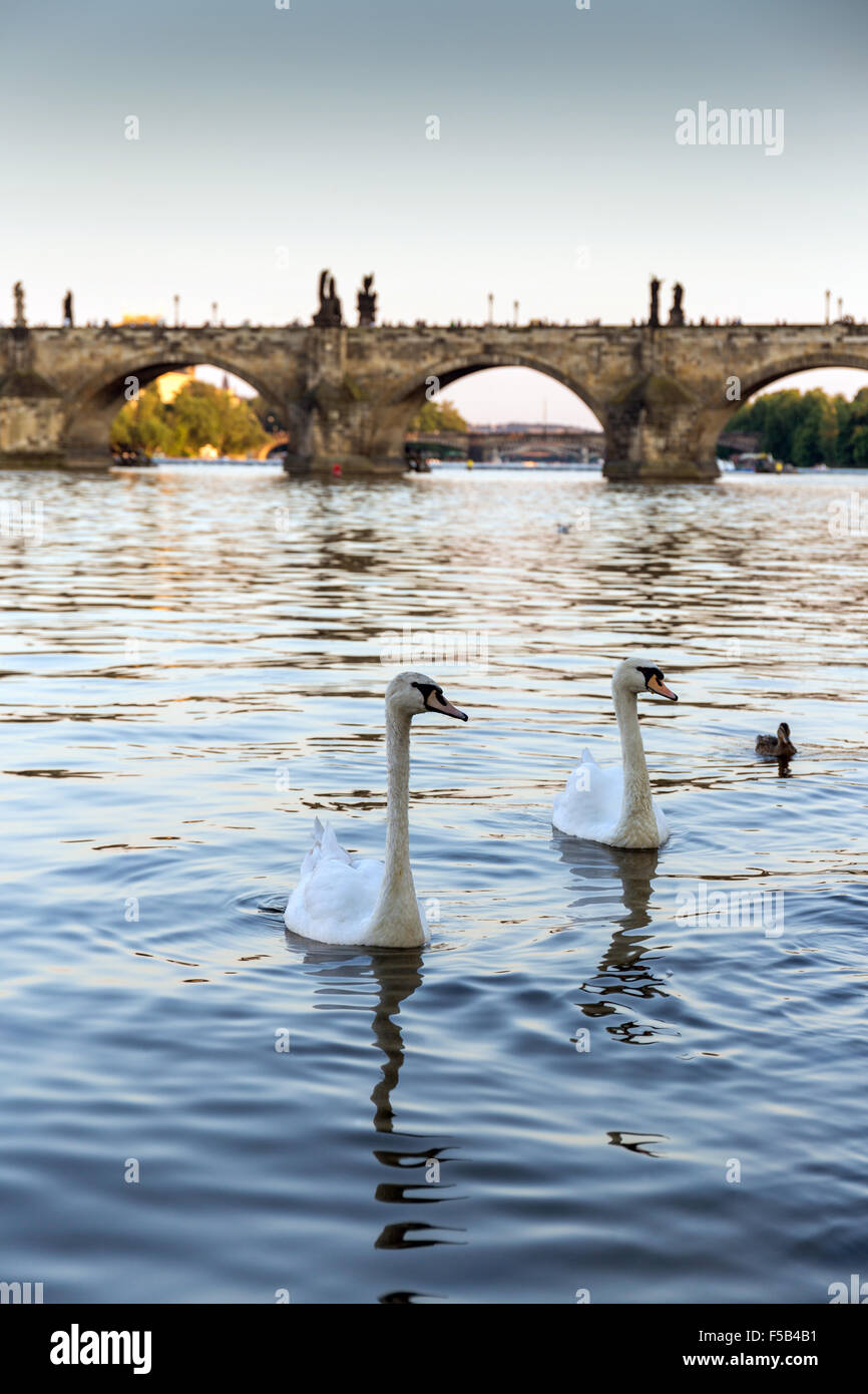 Eine Gruppe Schwäne an der Moldau ist die Karlsbrücke im Hintergrund, Prag, Tschechische Republik, Europa Stockfoto