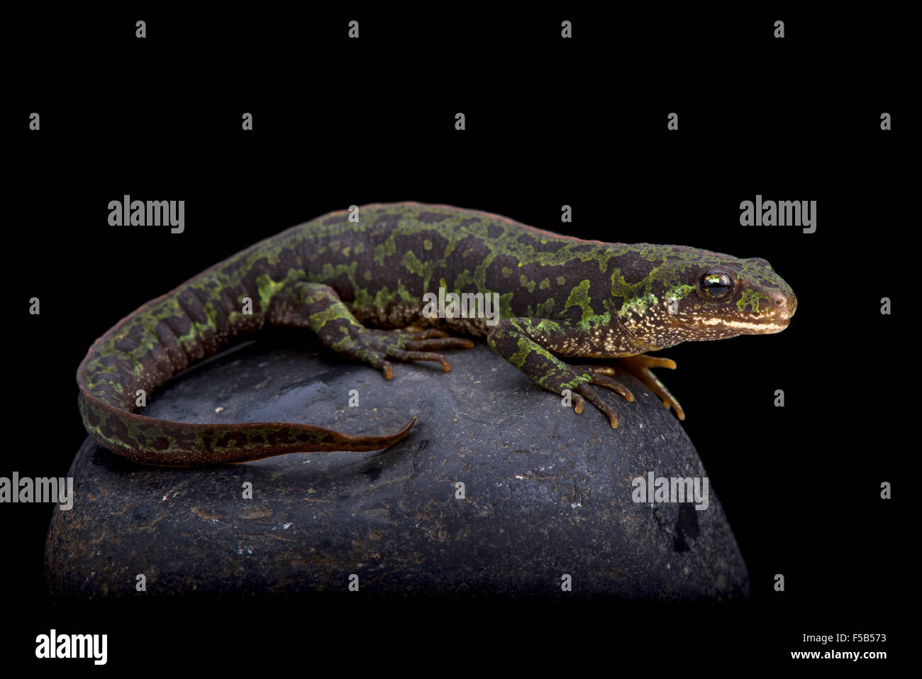 Pygmäen marmorierte Newt (Triturus Pygmaeus Stockfotografie Alamy