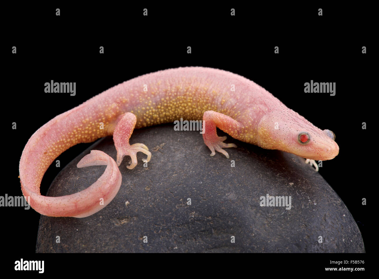 Albino gerippte Newt (Pleurodeles Waltl) Stockfoto