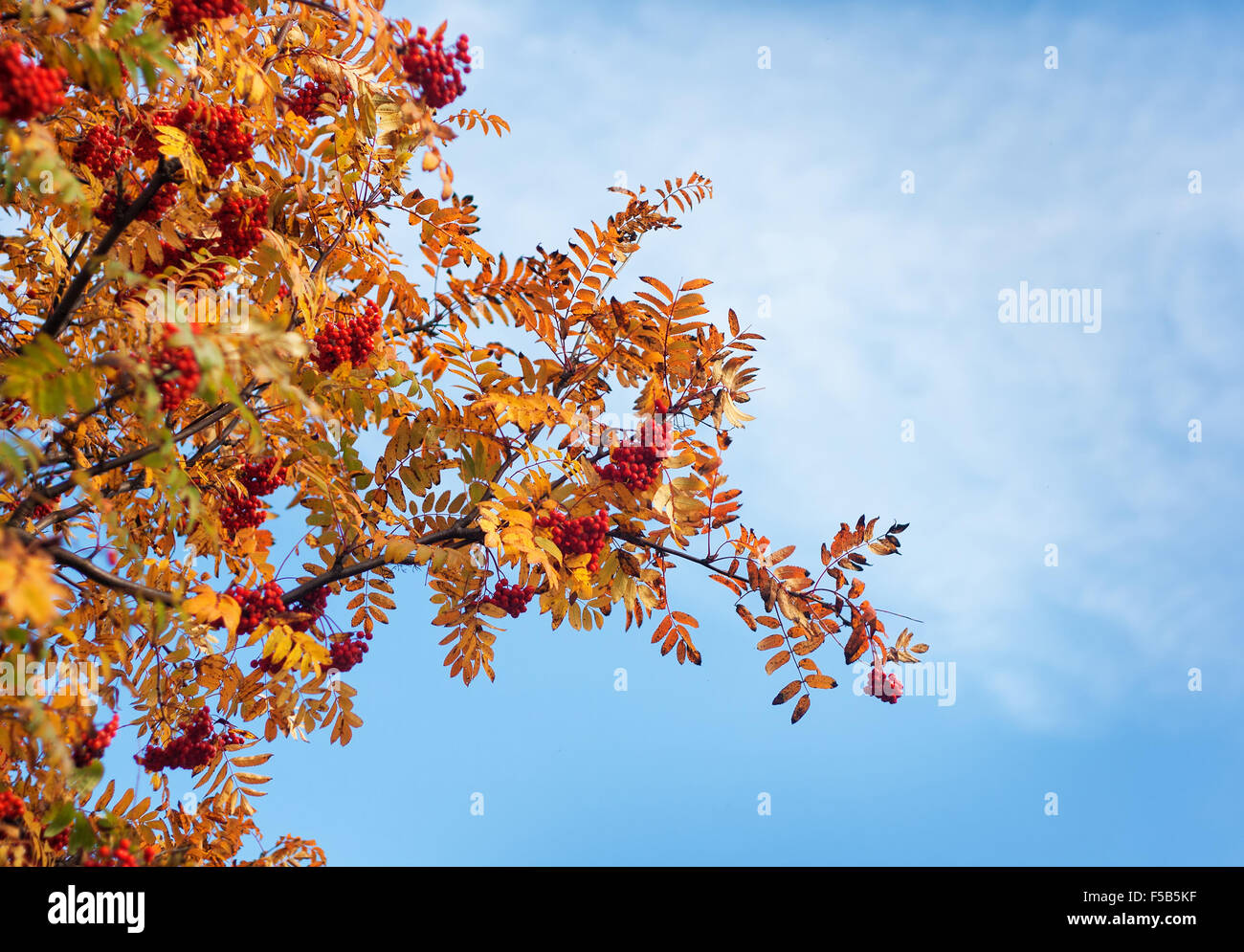 Rowan Äste im Herbst Stockfoto