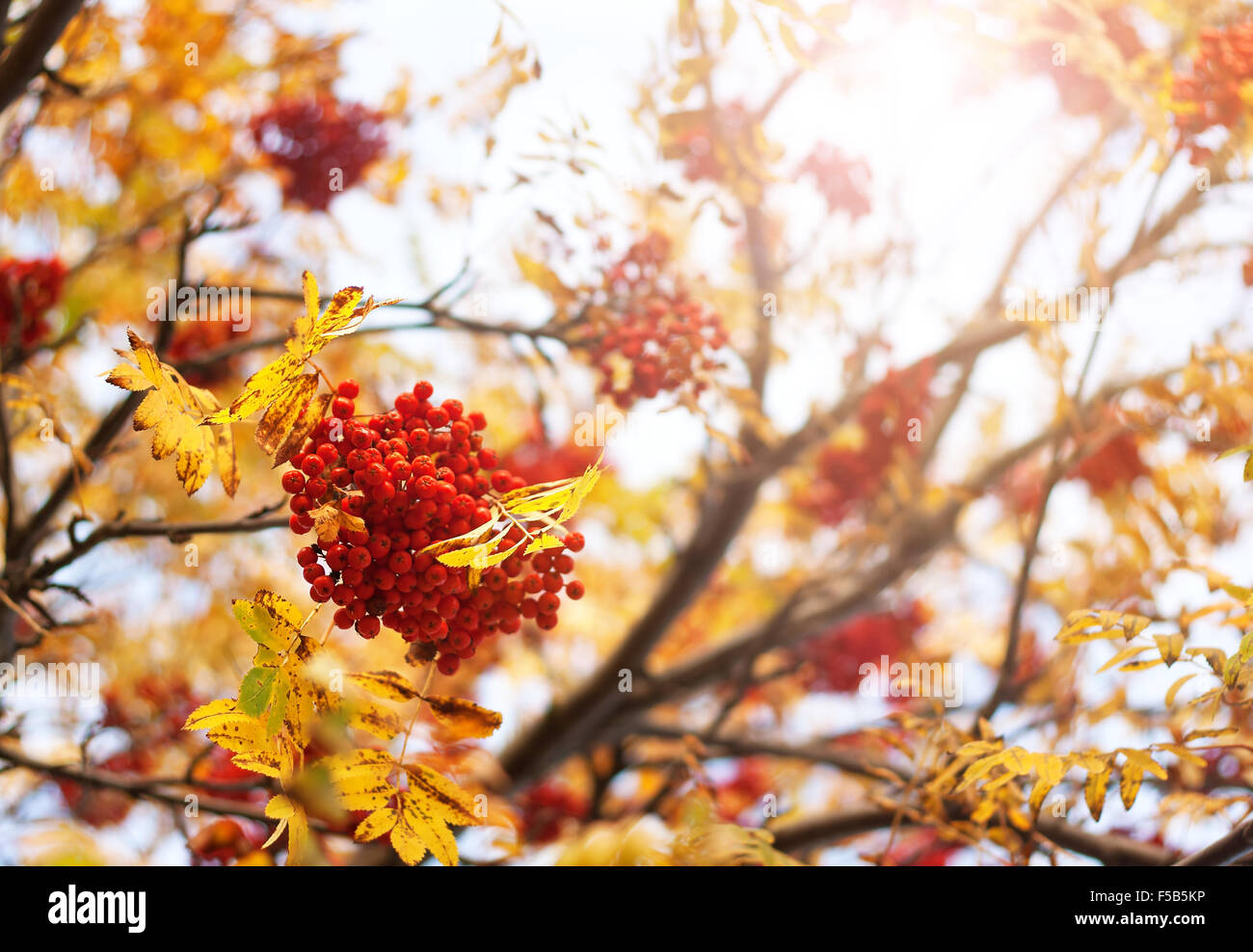 Rowan Äste im Herbst Stockfoto