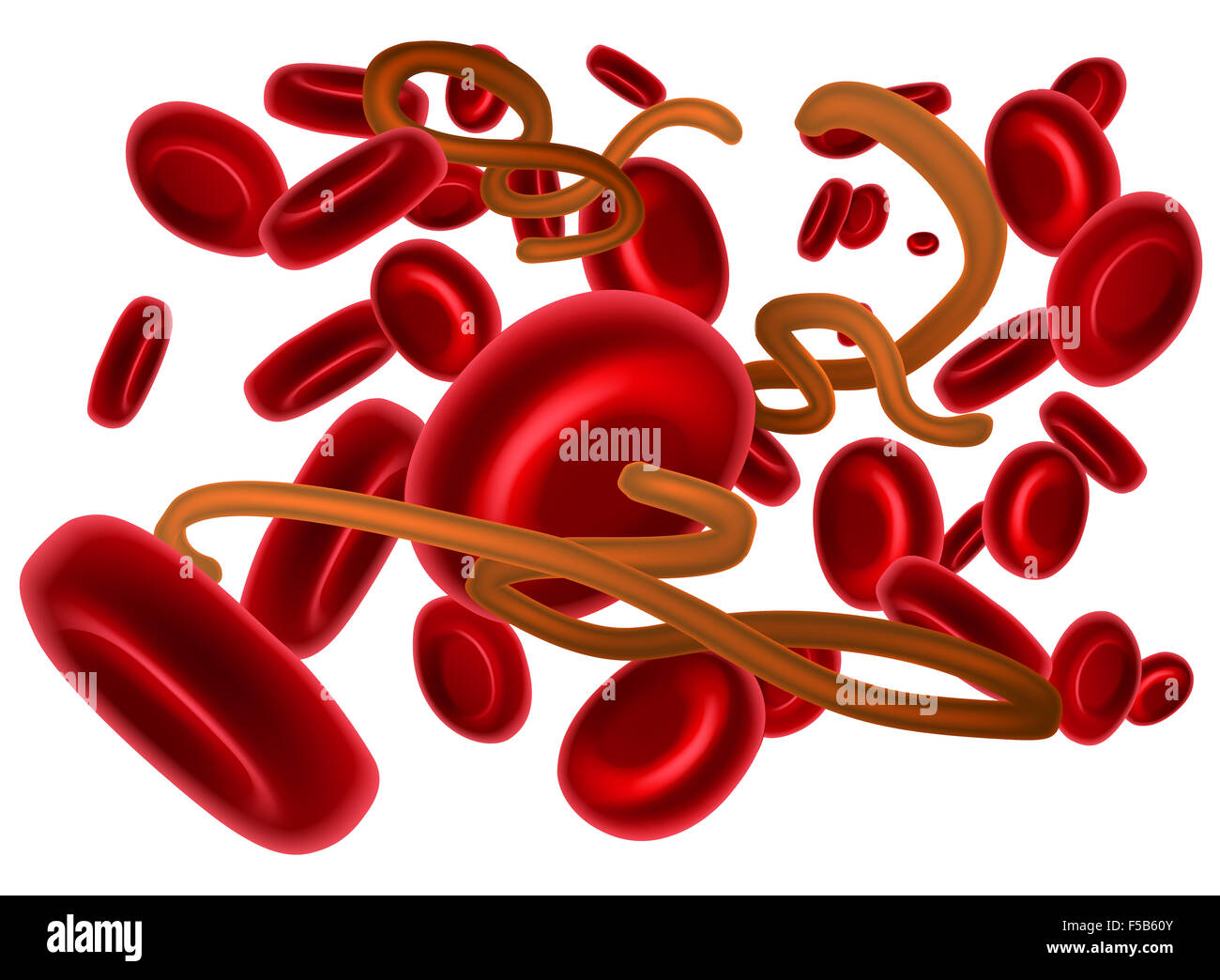 Ebola-Virus oder hämorrhagisches Fieber EHF und rote Blutkörperchen Stockfoto