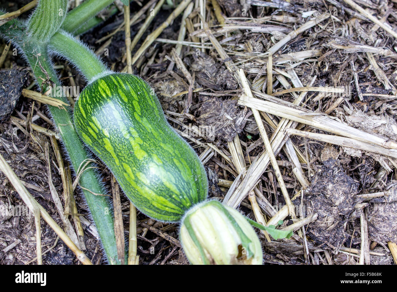 grüne Zucchini Obst in das Gemüse Stockfoto