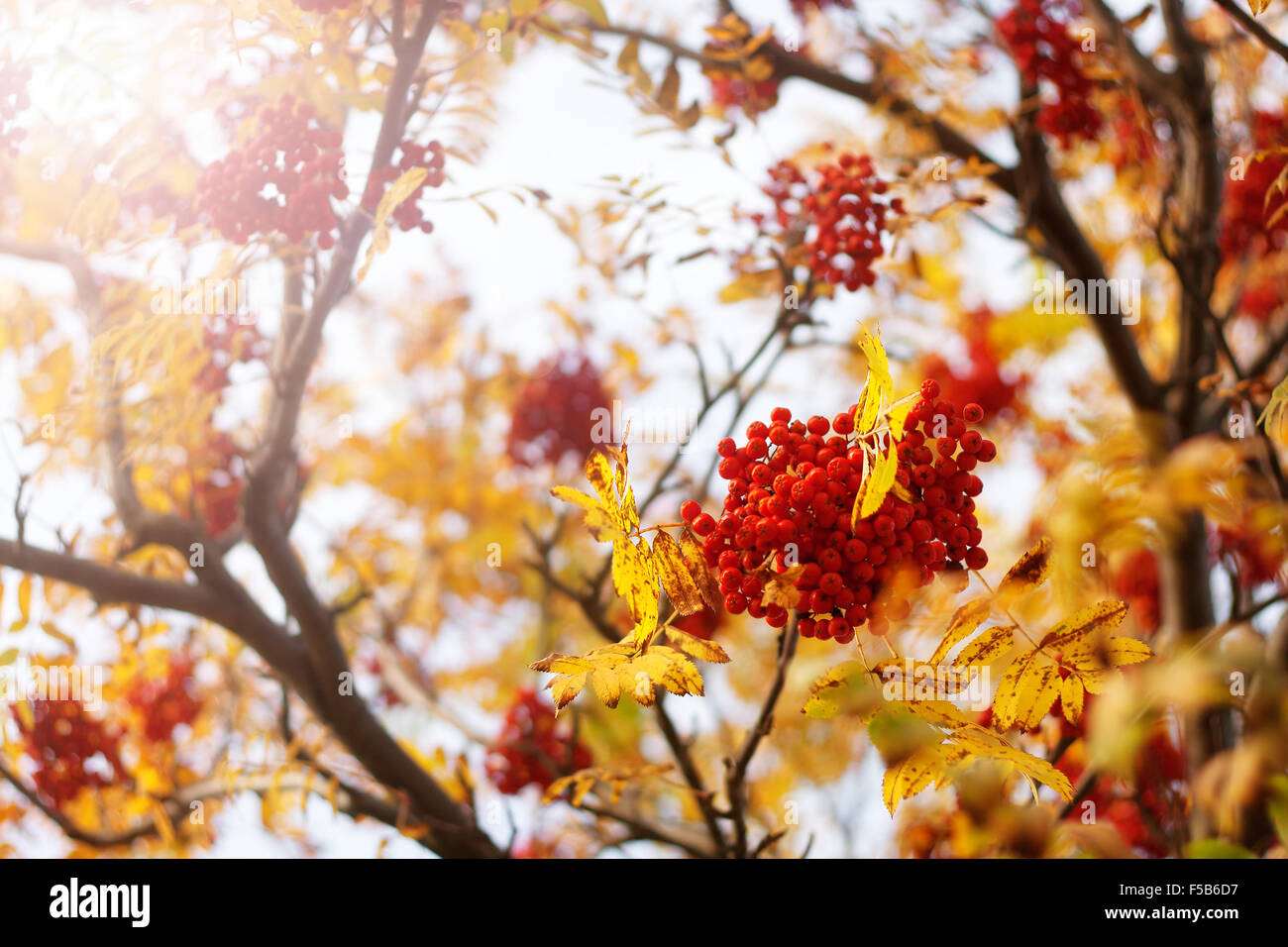 Rowan Äste im Herbst Stockfoto