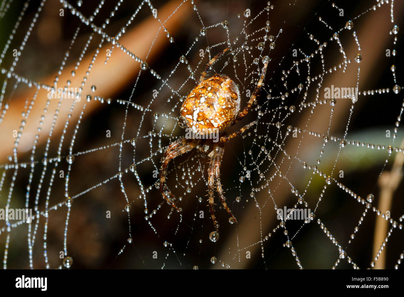 1. November 2015. UK-Wetter.  Eine Kreuzspinne oder Kreuzspinne (Araneus Diadematus) mit Tau bedeckt Web in einem Garten in East Sussex, UK Stockfoto
