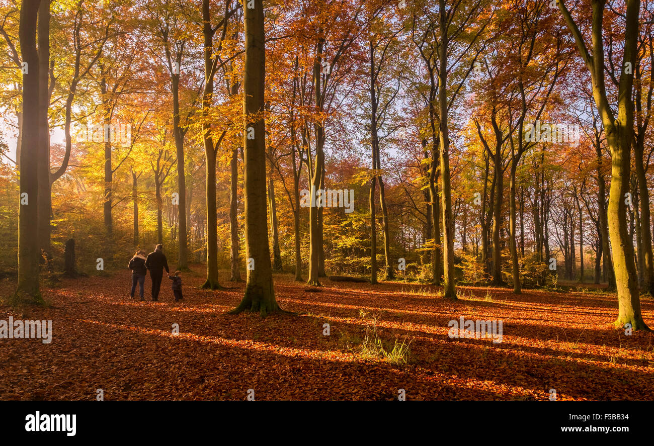 Cambridgeshire, Großbritannien. 1. November 2015. Herbstfarben sind in vollem Umfang wirksam in die Buchenwälder Wald in Cambridgeshire, wie eine Familie nutzen Sie die Gelegenheit für einen Morgenspaziergang zu gehen, so wie das Licht durch die Bäume der Atmosphäre hinzufügen gestreamt wird. Bildnachweis: Nigel Cooke/Alamy Live-Nachrichten Stockfoto