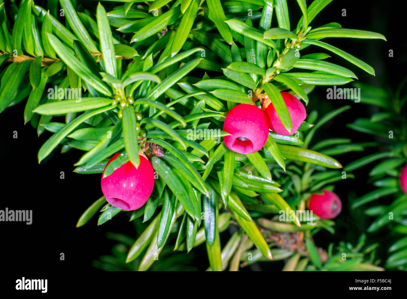 Englische Eibe Beeren Stockfoto