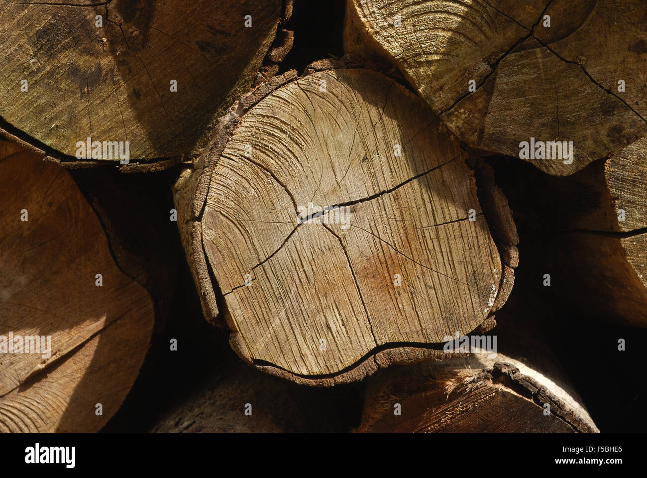 Nahaufnahme von einem Baum-Stamm Stockfoto