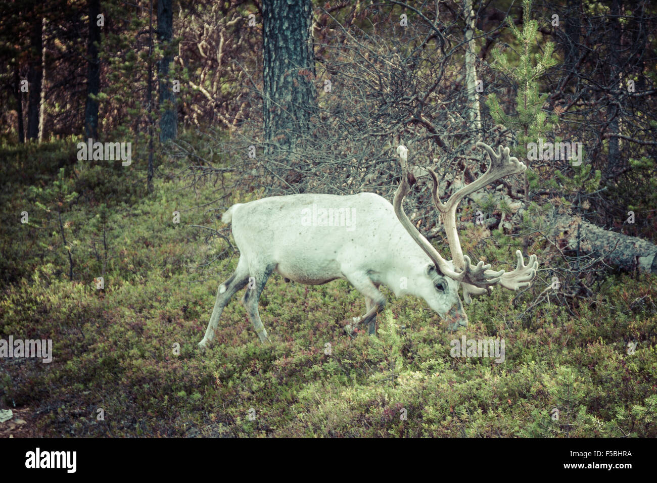 Rentier Hirsch mit außergewöhnlich lange Geweih Stockfoto