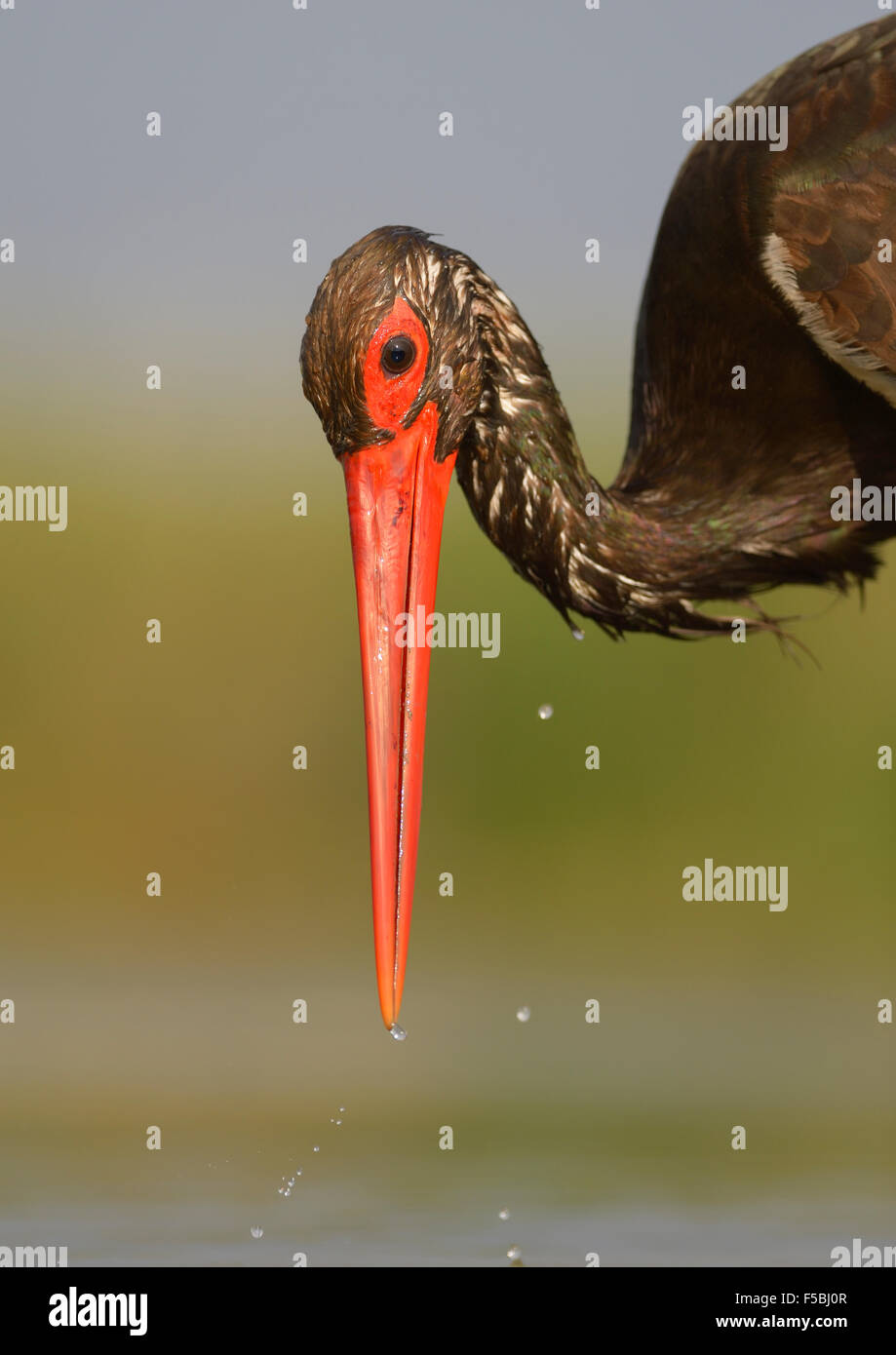 Schwarzstorch (Ciconia Nigra), die Jagd, Porträt Nationalpark Kiskunság, Ungarn Stockfoto