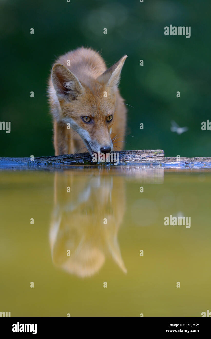 Rotfuchs (Vulpes Vulpes) Trinkwasser am kleinen Waldsee, Nationalpark Kiskunság, Ostungarn, Ungarn Stockfoto