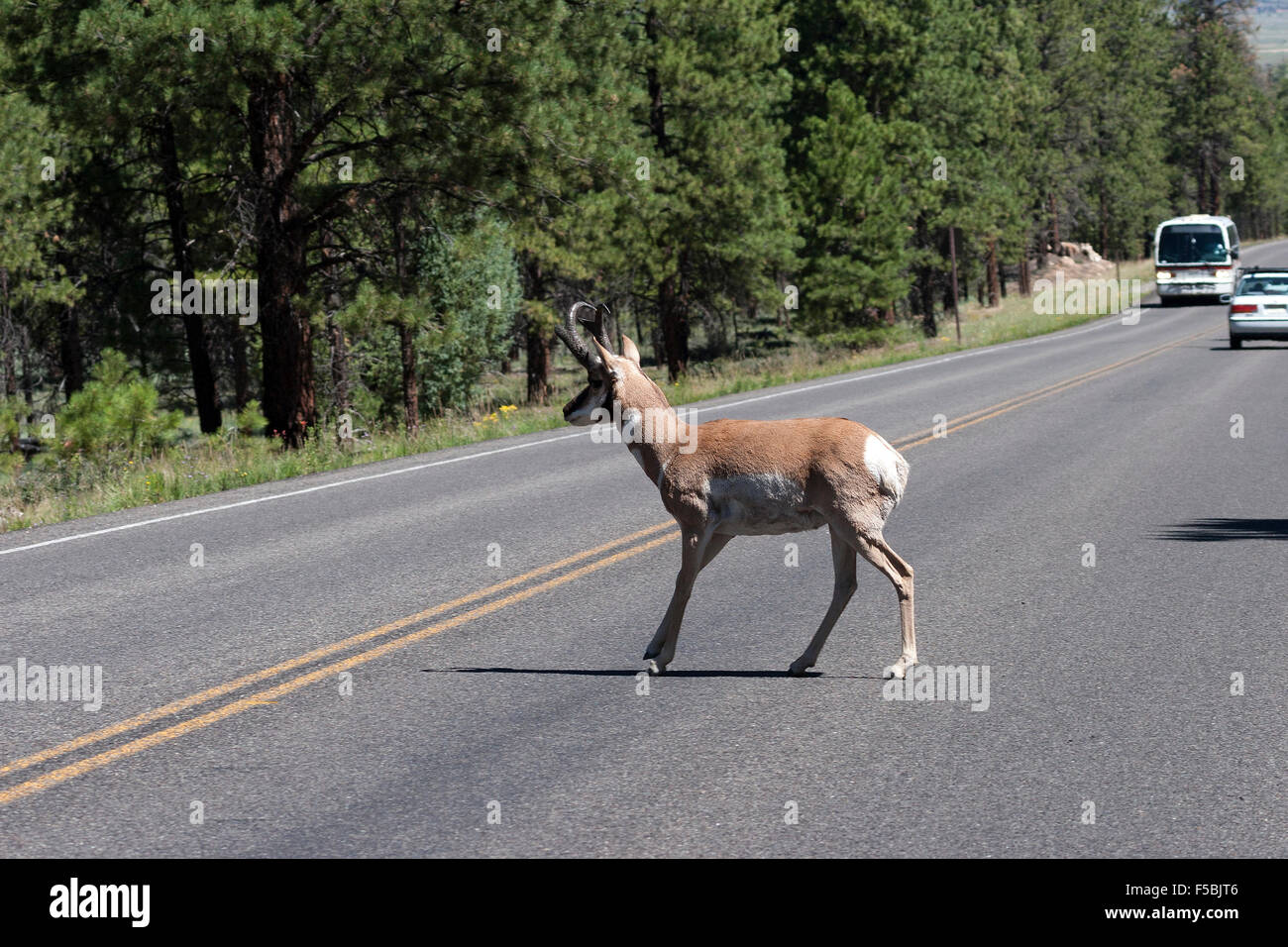 Pronghorn Antilope (Antilocapra Americana) Kreuzung Straße, Wildwechsel, Bryce-Canyon-Nationalpark, Utah, USA Stockfoto