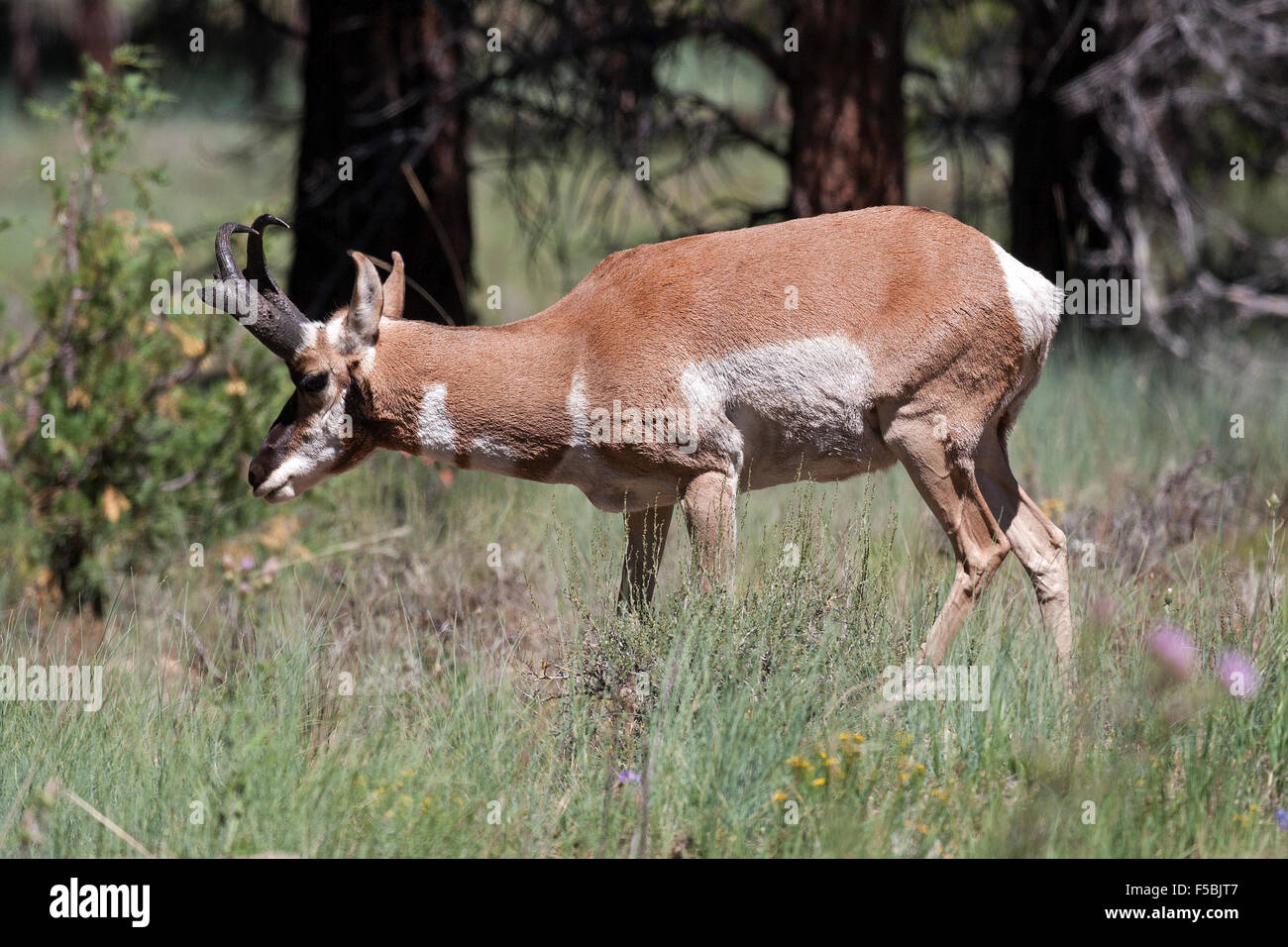 Pronghorn Antilope (Antilocapra Americana), Bryce-Canyon-Nationalpark, Utah, USA Stockfoto