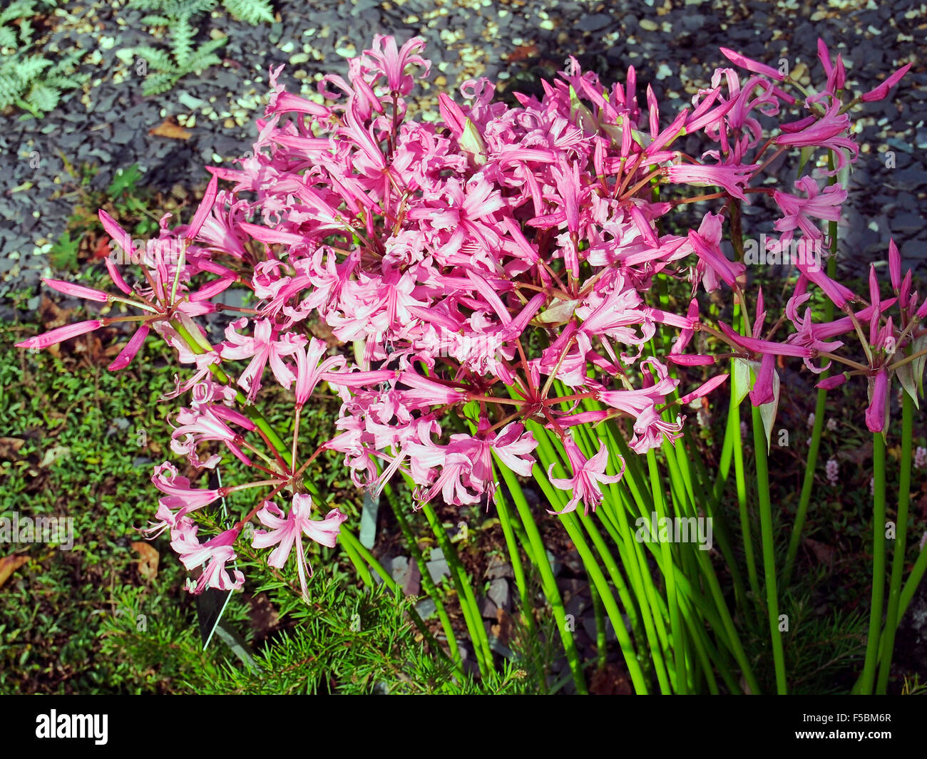 Ein Büschel von Nerine Bowdenii, auch bekannt als Cornish Lilie, Cape Blume und Guernsey Lily bietet Herbstfärbung in einem Garten. Stockfoto