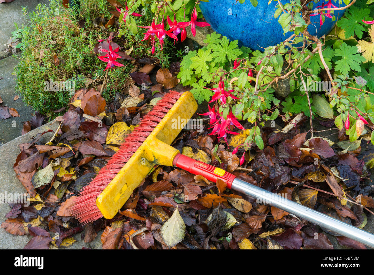 Braune Blätter im Herbst auf Terrasse mit roten und gelben Pinsel und blauen Blumentopf mit roten Fuchsie Blüten und Geranie Blätter Stockfoto