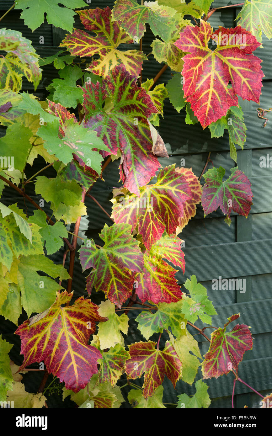 Blätter der Weinrebe in Herbstfarben im heimischen Garten Gloucestershire England UK Blätter wachsen sind rot Gold und grün Stockfoto