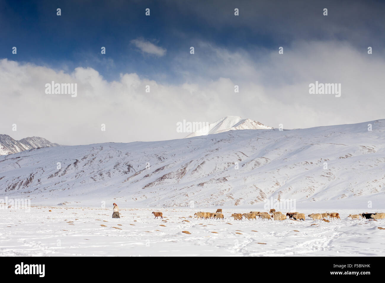 Eine Ladakhi Frau führt ihre Herde von Ziegen und Schafen, in den tief verschneiten Winterweiden am Puga grasen Stockfoto