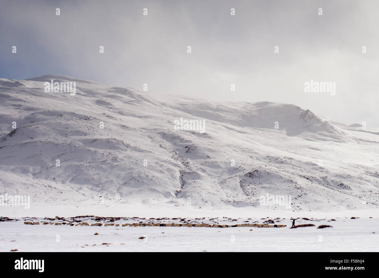 Eine große Herde Schafe grasen auf dem Schnee bedeckt Winterweide der Puga in der Changthang-Region Ladakh. Stockfoto